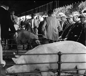 Auctions: PIG MARKET/1958