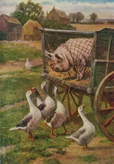 Netting: PIG OFF TO MARKET 1910