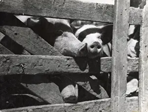 Snouts: Pig in Pen