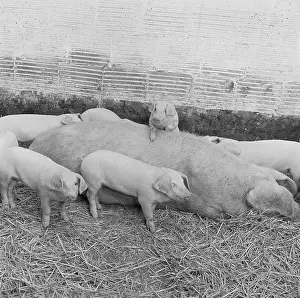 Piggery: Pig and piglets