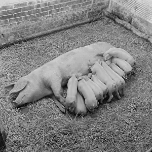 Piggery: Pig and piglets
