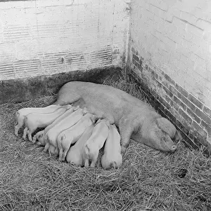 Piggery: Pig and piglets