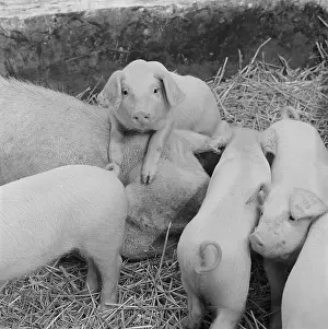 Piggery: Pig and piglets