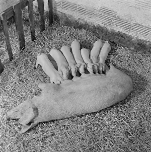 Piggery: Pig and piglets