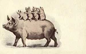 Piglets: Pig and Piglets