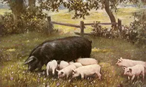 Piglets: Pig and Piglets