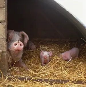 Piglets: Pig with Piglets in Straw