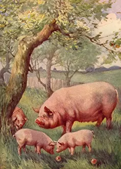 Piglets: Pig, Piglets Under Tree