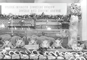 Carcasses: Pig - pork - butcher