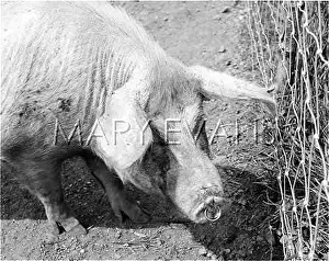 Nosering: A PIG