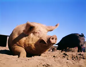 Pigpen: PIG SITTING IN DIRT