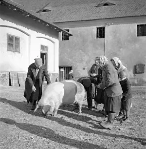 Cornering: Pig slaughter