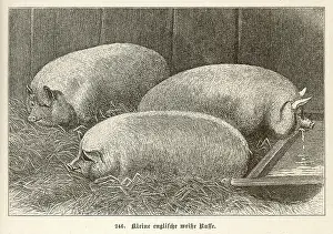 Pigsty: Pig - Small English 1897