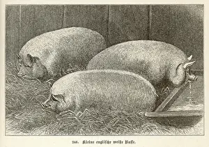 Pigsty: Pig - Small English 1897