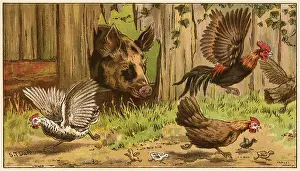 Startling: Pig Startles Chickens