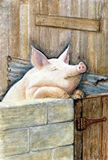 Pig in a Sty