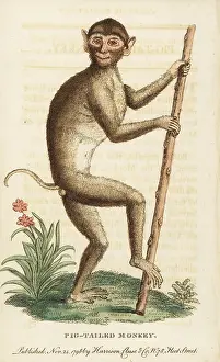 Nemestrina: Pig tailed macaque, Macaca nemestrina