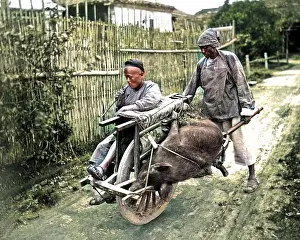 Pig transported by wheelbarrow, China