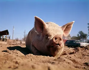 Wallowing: PIG WALLOWING IN DIRT MUD ON FARM