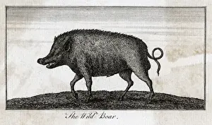 C1800: PIG / WILD BOAR C1800