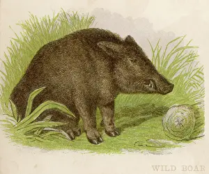 C1880: Pig - Wild Boar - circa 1880