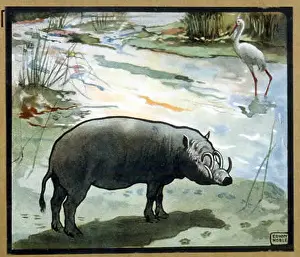 Warthog: PIG/WILD BOAR WARTHOG