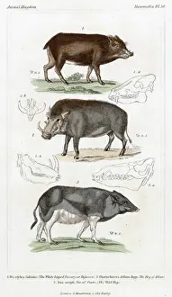 Tusks: PIG / WILD BOAR X3 19C