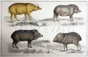 Lipped: PIG / WILD BOAR X4 19C