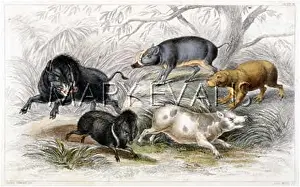Peccary: PIG / WILD BOAR X5 19C