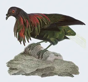 Knip: Pigeon