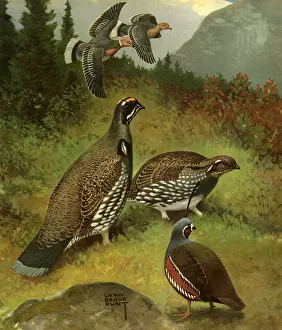 Grouse: Pigeon, Grouse, Quail