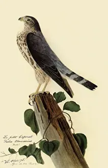 Falco: Pigeon Hawk