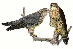 Hawks: Pigeon Hawks