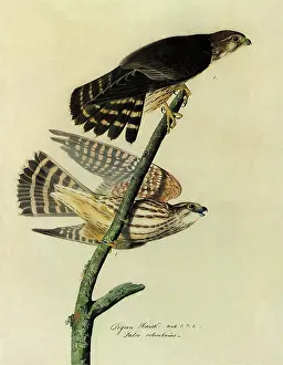 Falco: Pigeon Hawks