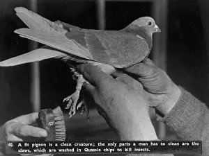 Quassia: Pigeon hygiene