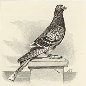 Strapped: PIGEON WITH MESSAGE