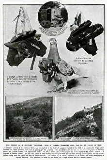 Pigeon as Military observer 1914
