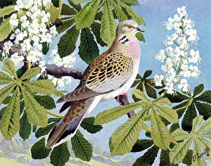Tunnicliffe: Pigeon perched on a tree branch