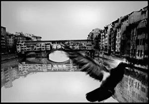 Pigeon, Ponte Vecchio, Florence, Italy