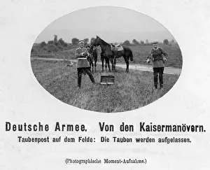 Pigeons: Pigeon post during the imperial manoeuvres, 1905