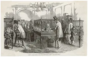 Cages: PIGEON SHOW, LONDON