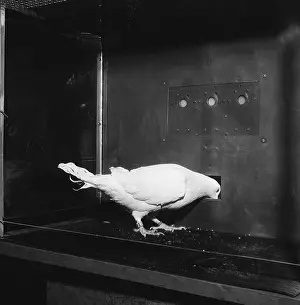 Skinner: Pigeon in Skinner box