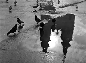 Puddles: PIGEON STUDY
