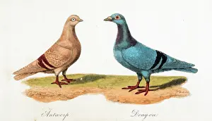 The John Innes Centre / The John Innes Foundation: Pigeons: Antwerp, Dragon