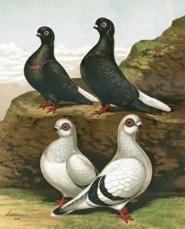 Faced: Pigeons - Black Capuchins and Damascenes
