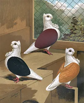 Frilled: Pigeons - Black, Red and Yellow Turbits