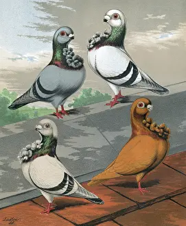 Breasted: Pigeons - Blue, Powdered-Blue, Silver, & Yellow English Owls