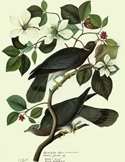 Doves: Pigeons in Dogwood