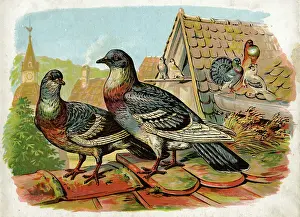 Gutter: Pigeons and doves on rooftops