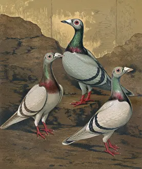 Pigeons: Pigeons - Three Dragoons, Birmingham Fancy